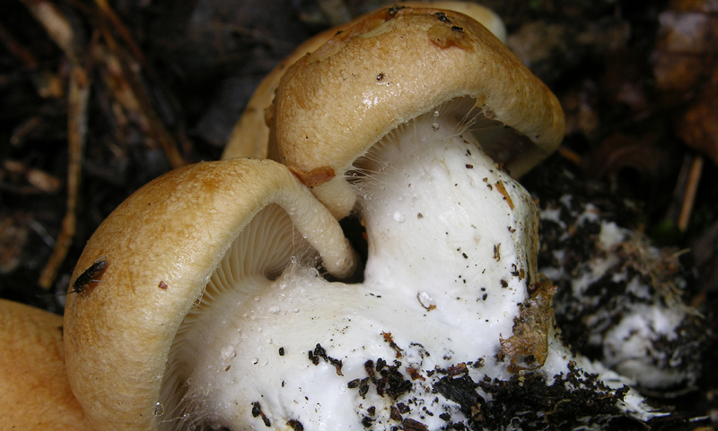 Cortinarius pseudocrassus da confermare.